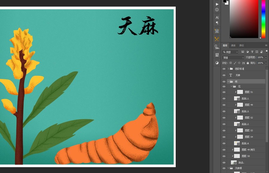 昭通天麻插畫