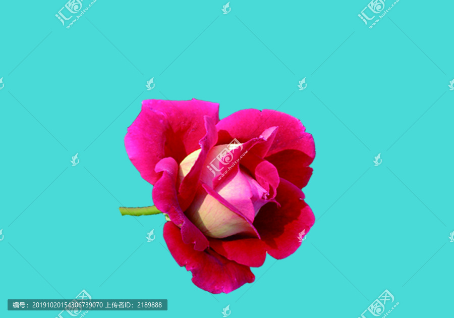玫瑰花