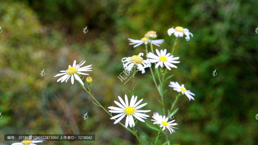 小花