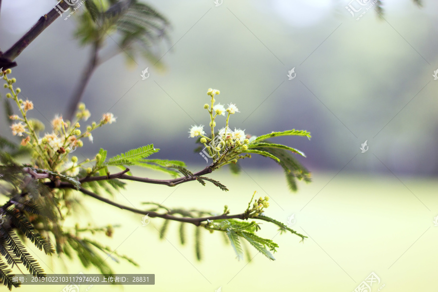 开花的树