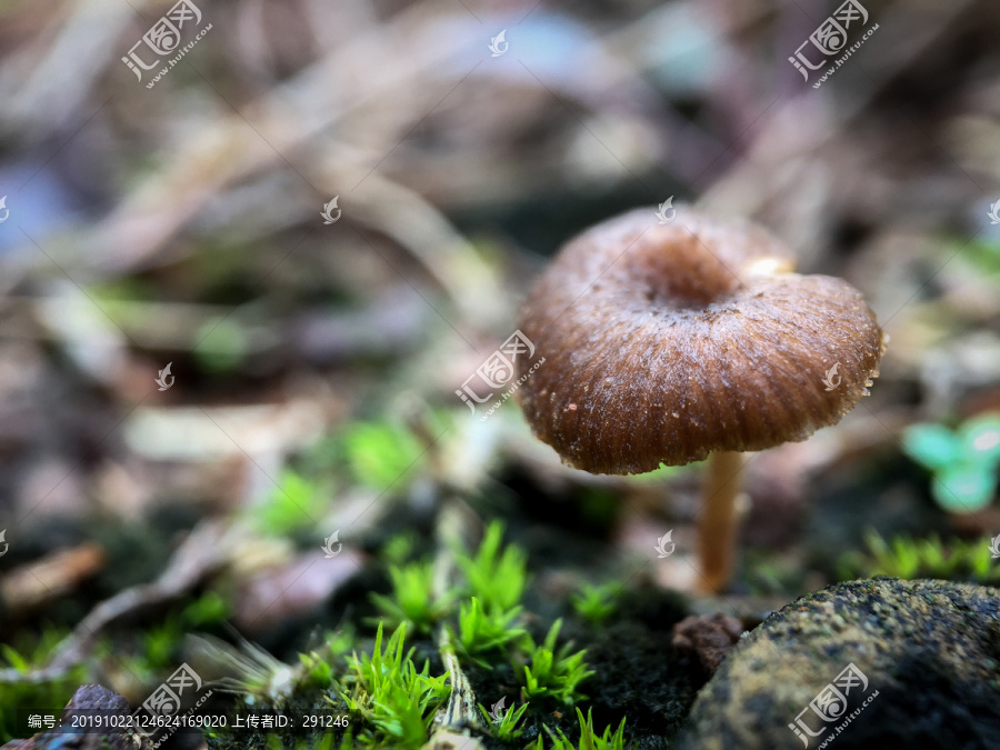 菌类蘑菇植物