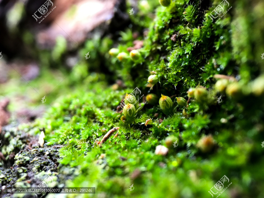 绿色苔藓植物