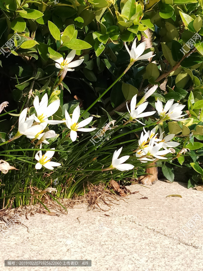 路邊的花