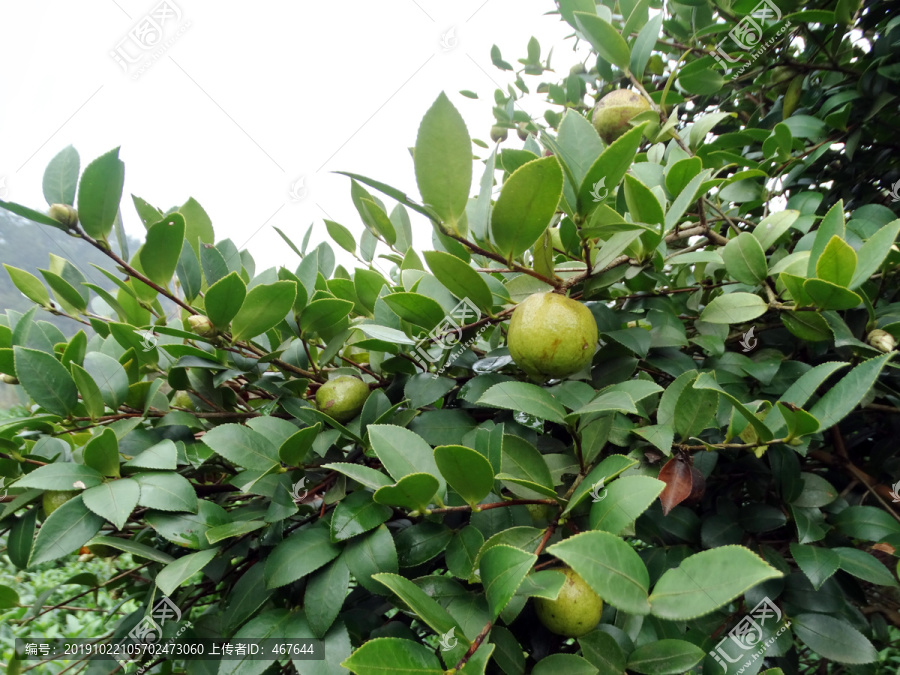 油茶树