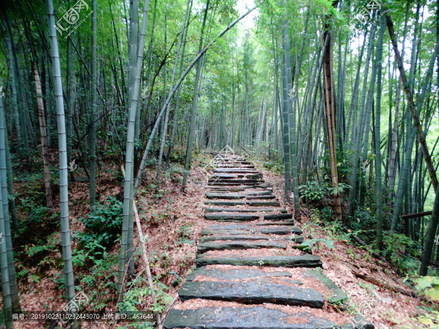 旌歙古道竹林