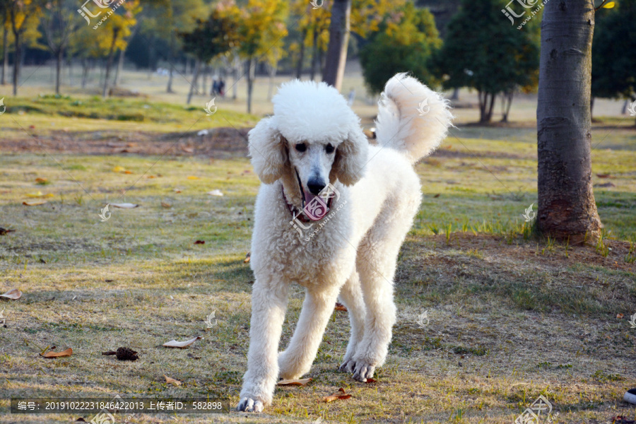 可爱贵宾犬