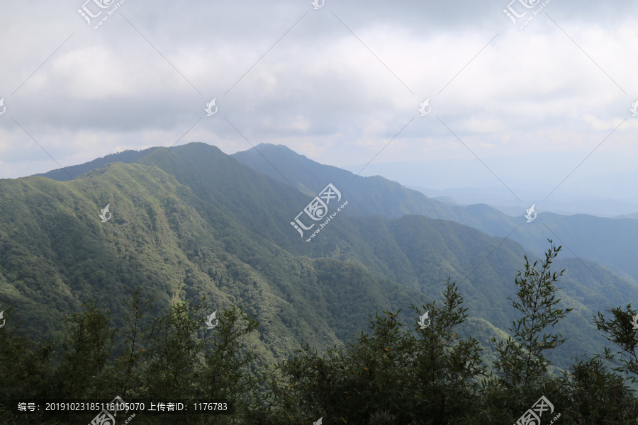 凤庆大雪山箐黄竹林箐