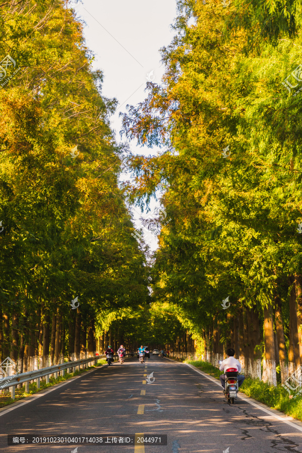 水杉公路