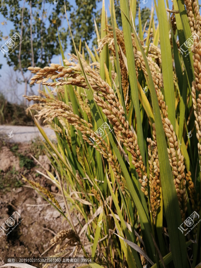 乡村稻田水稻