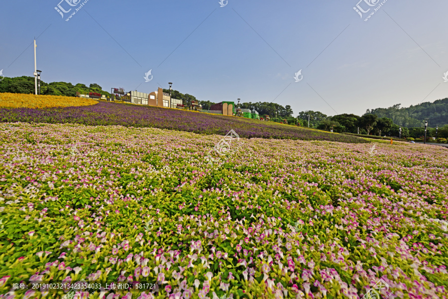 花海