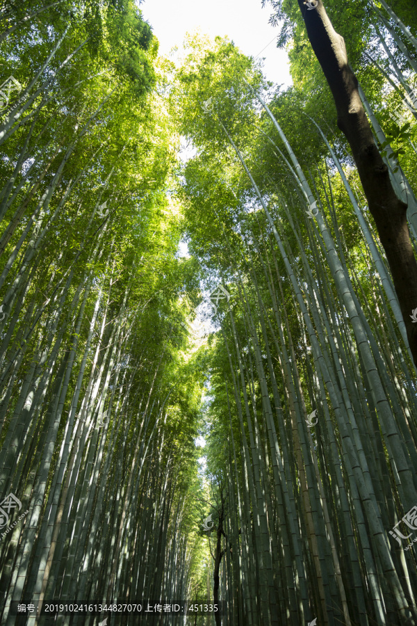 竹林小路