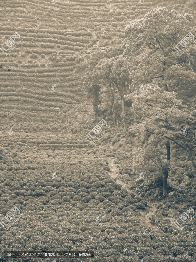 龙井茶山黑白照片