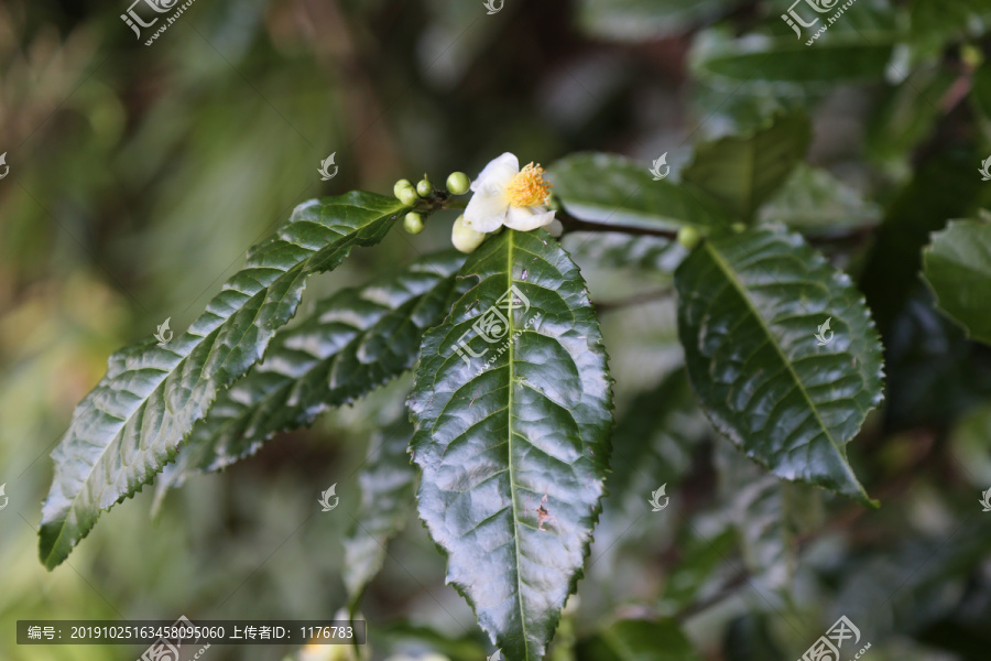 开花的茶树