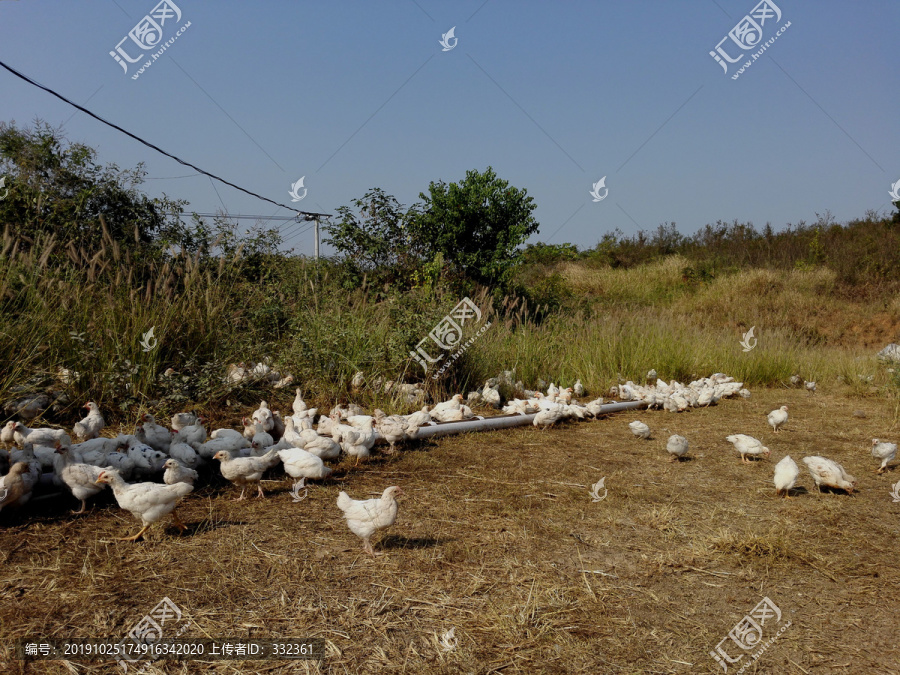 山地养鸡场