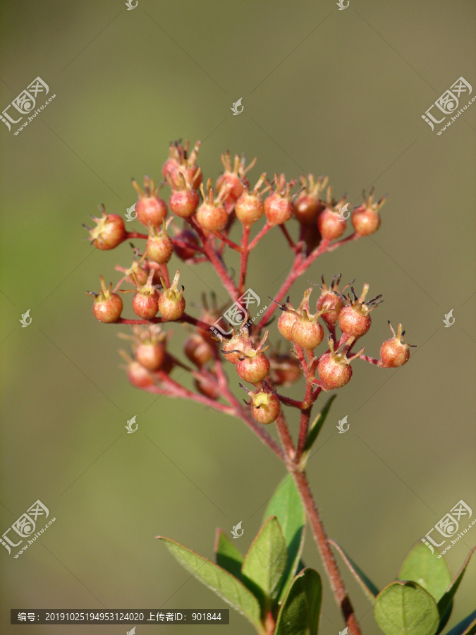 茜草科植物水果棵子蒴果和树叶