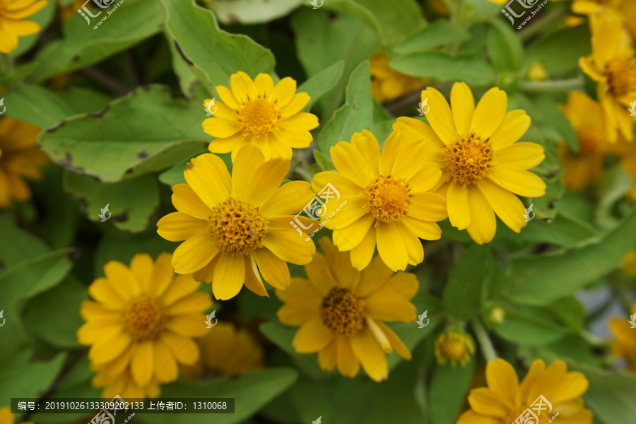 小菊花