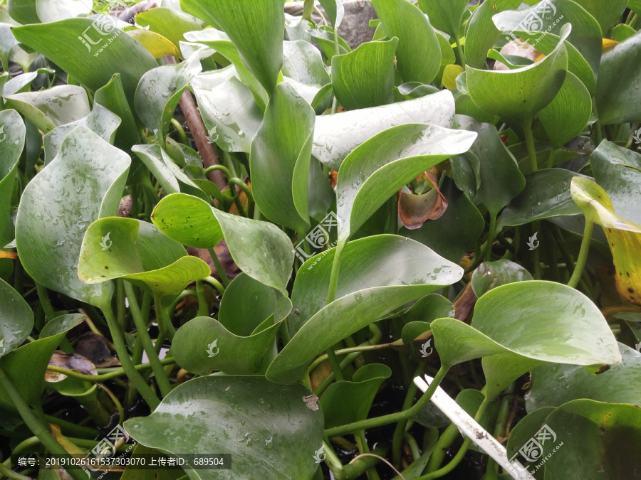 水生植物