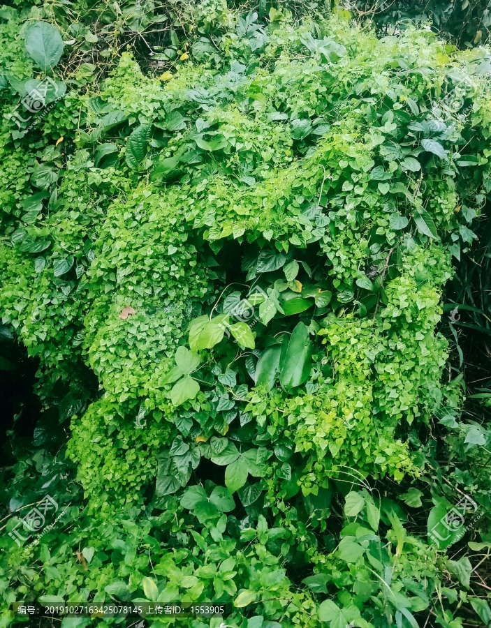 植物背景