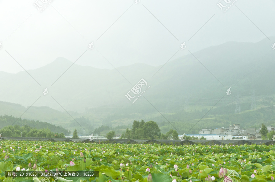 山村荷影风光