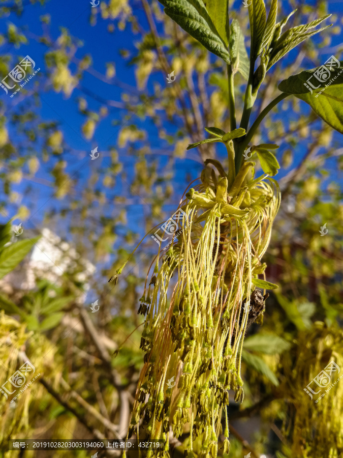 春天枫树花