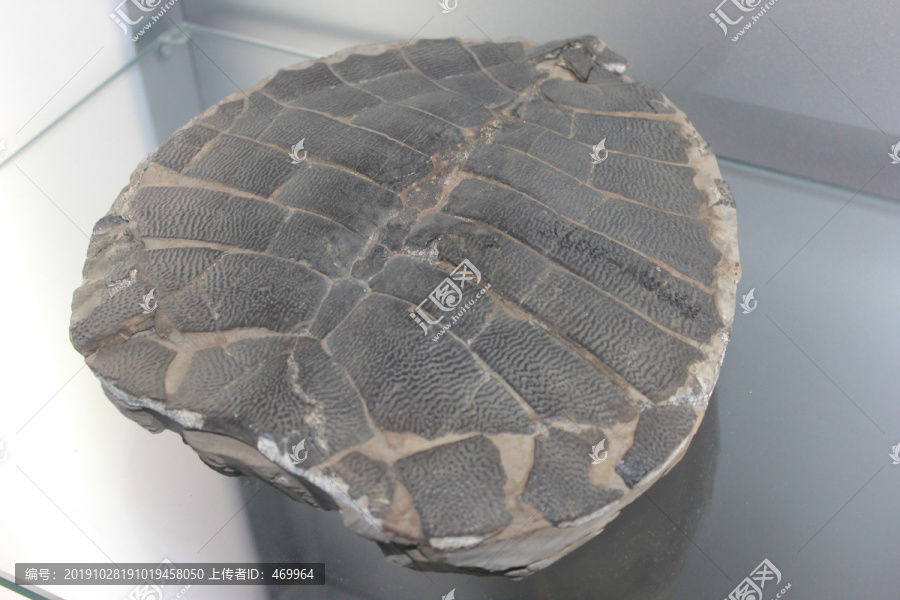 茂名龟化石