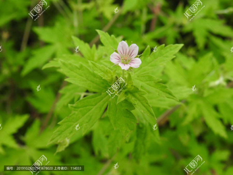 鼠掌老鹳草