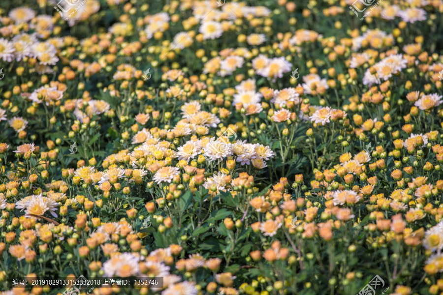 雏菊