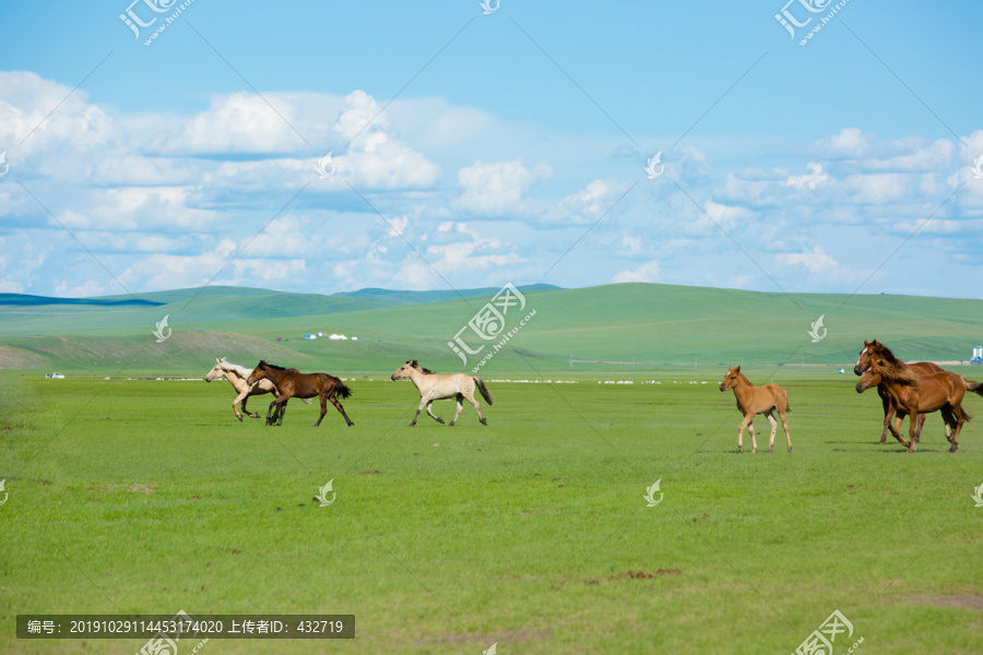 草原奔跑的骏马