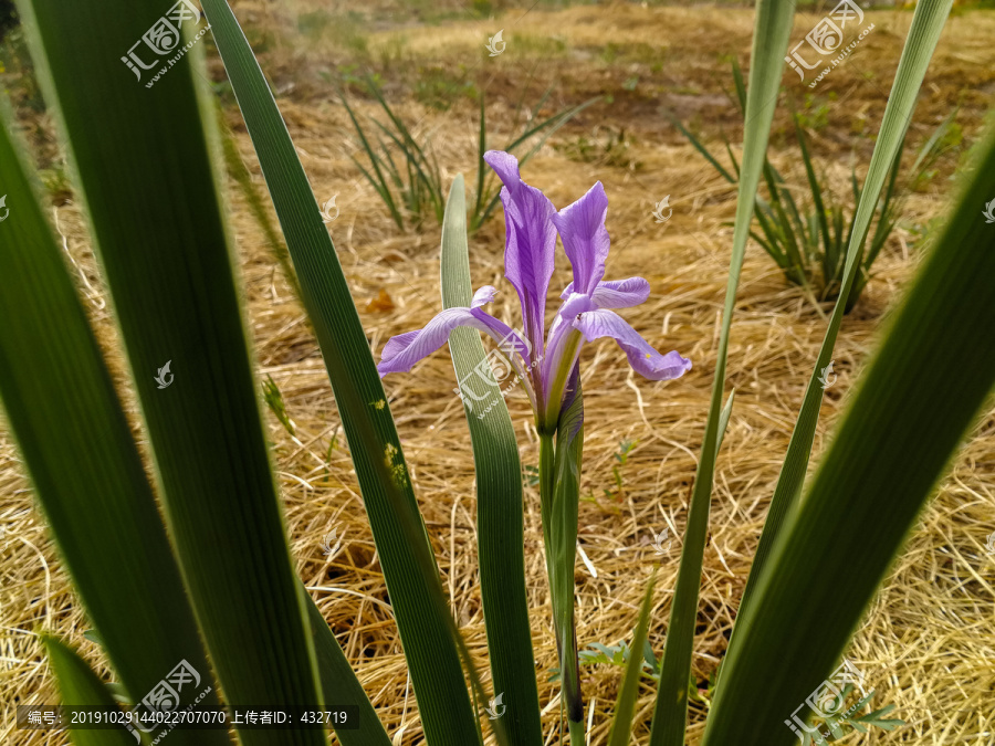 野生马兰花