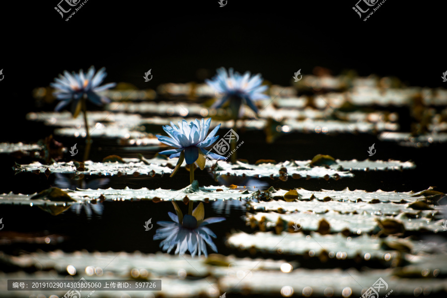 莲花池