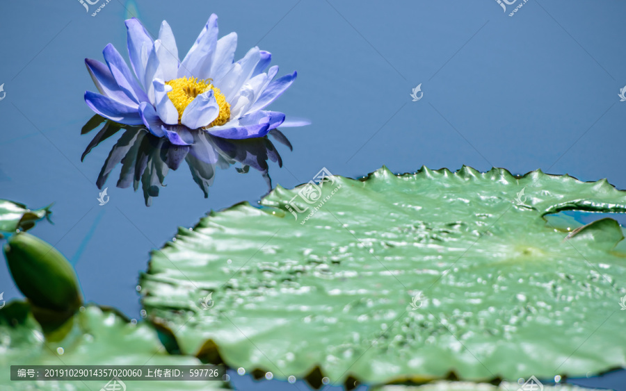 莲花池