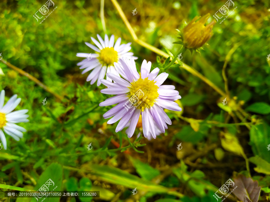 野菊花