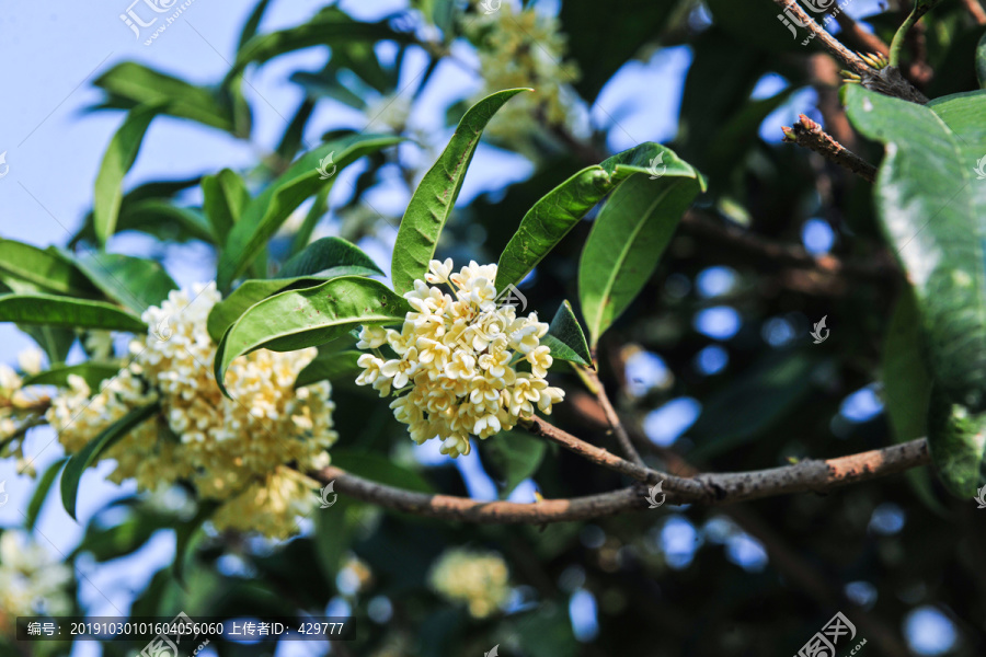 桂花素材