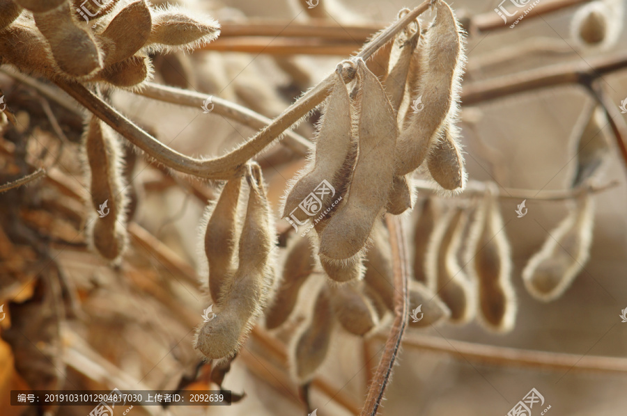 黄豆熟了黄豆荚