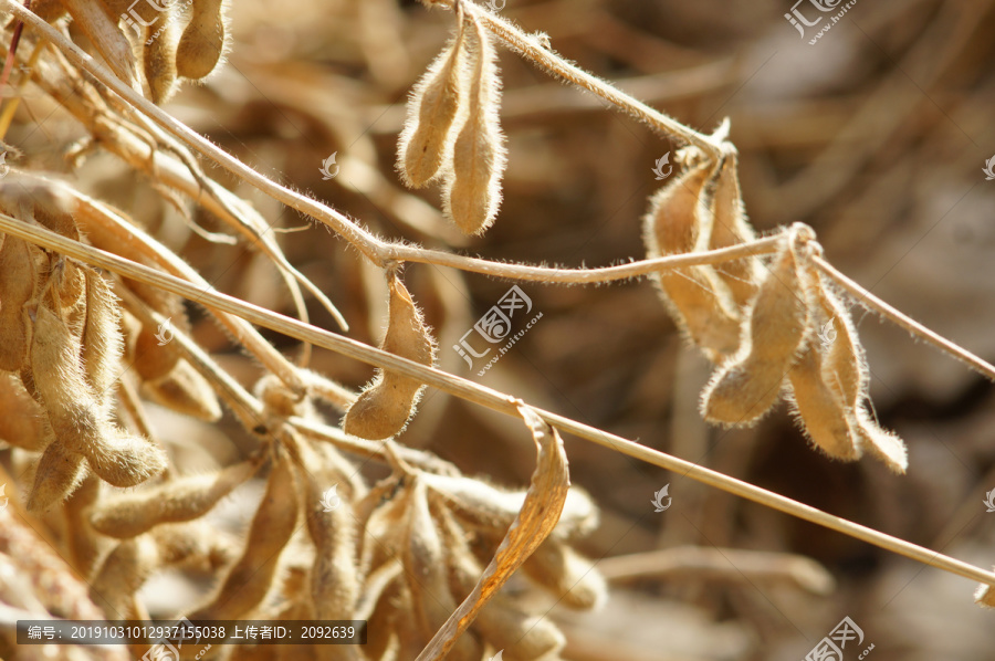 黄豆熟了黄豆荚