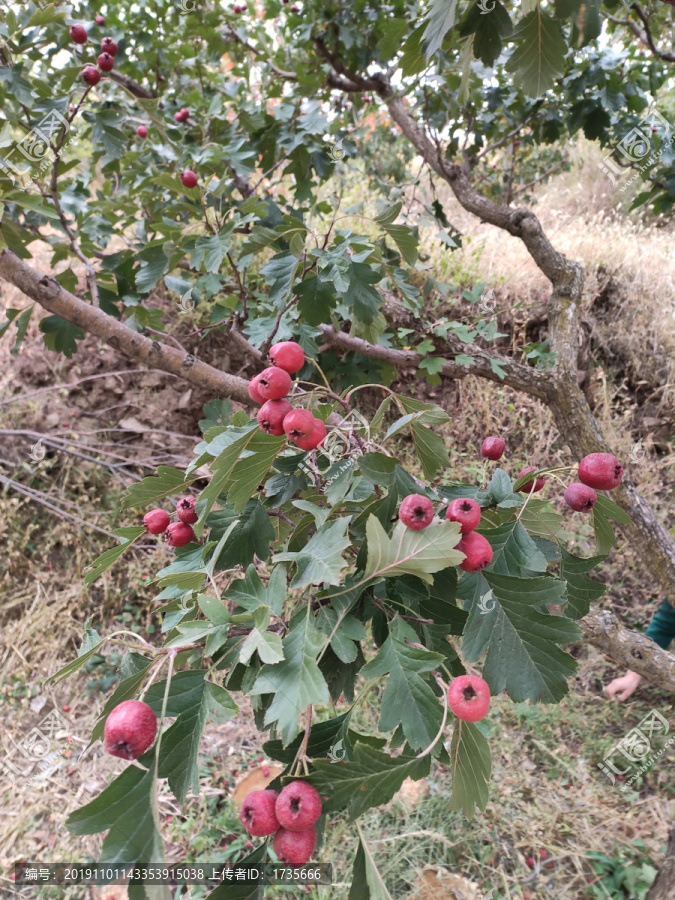 山楂树