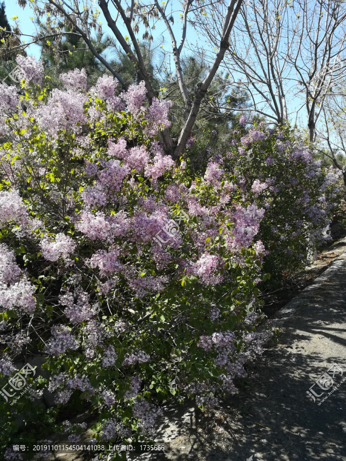 丁香花