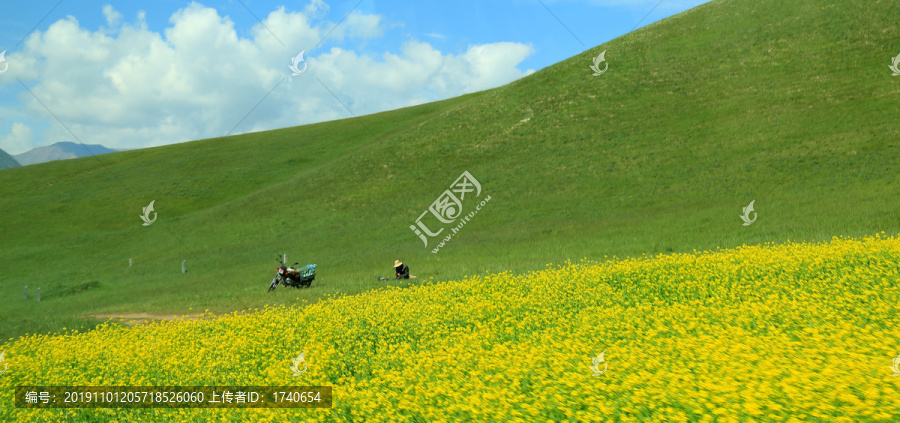 青海卓尔山油菜花海