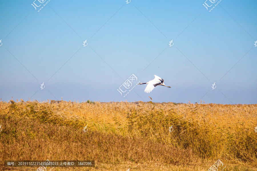 芦苇飞鹤