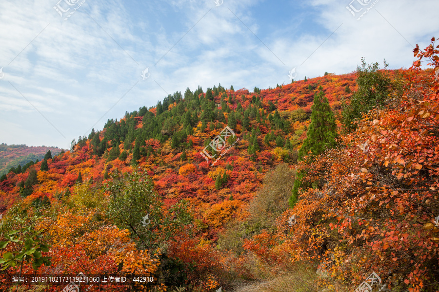 满山红叶