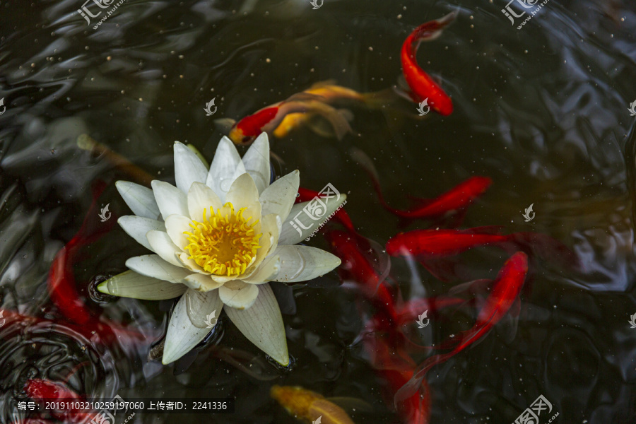 莲花素材