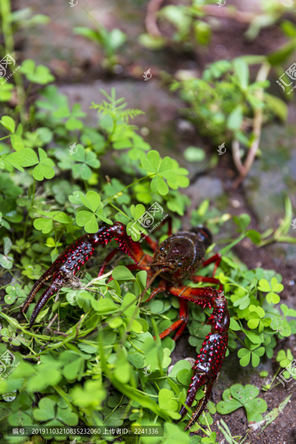 小龙虾素材