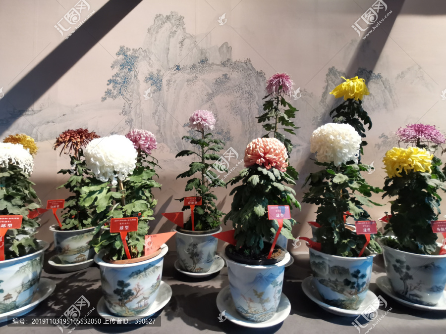 狮子林菊花展