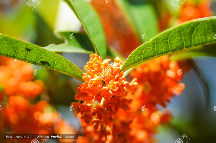 桂花