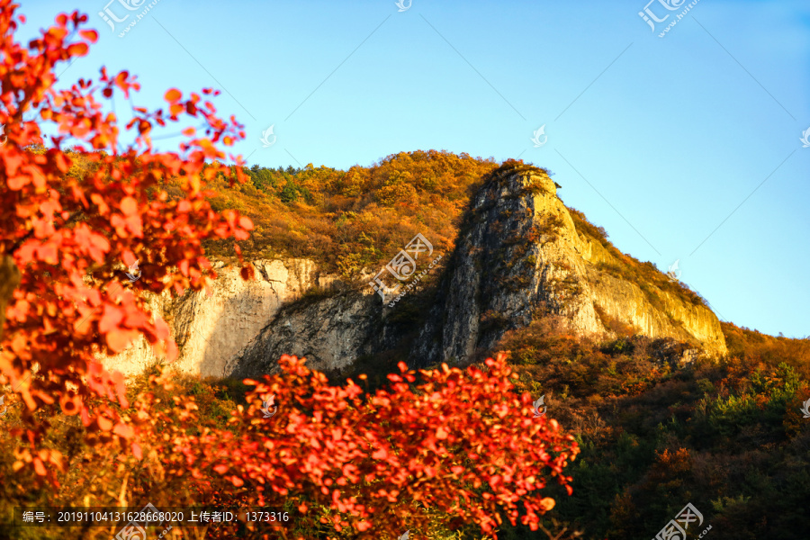 太行山庄子岭红叶