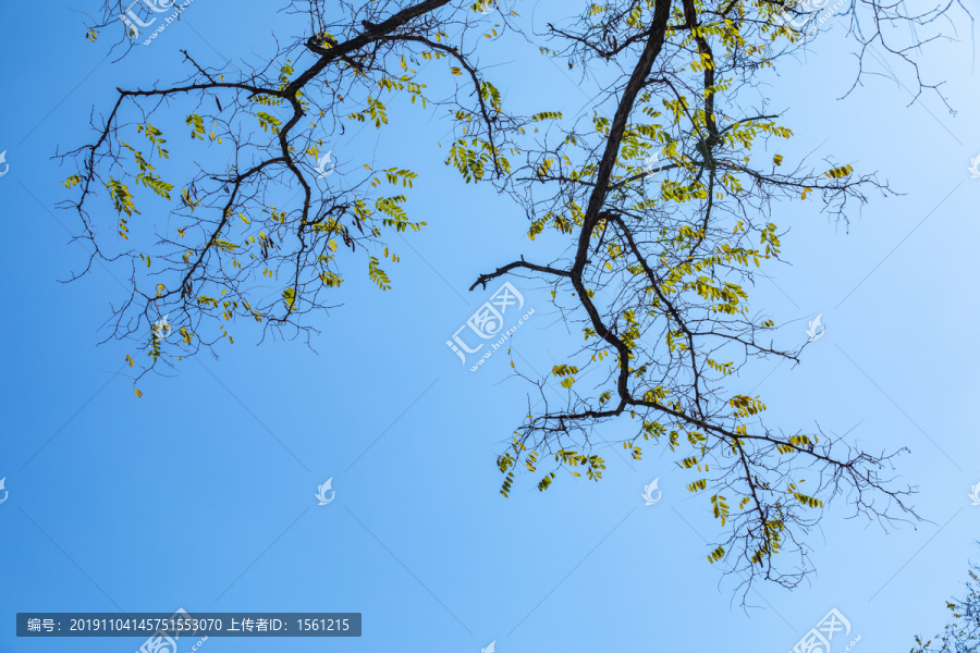 天空枯树枝