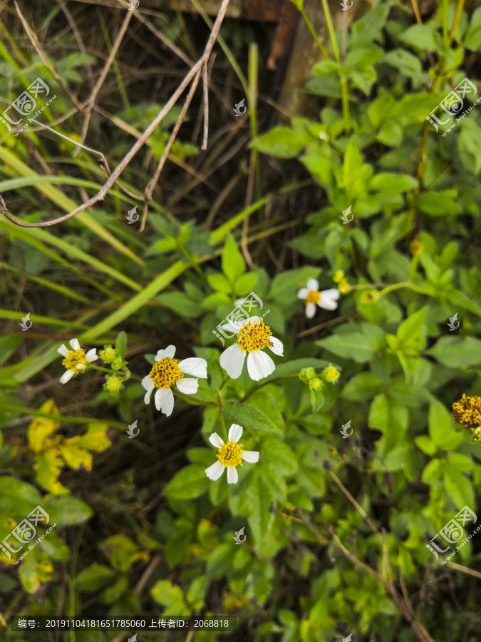 花花草草