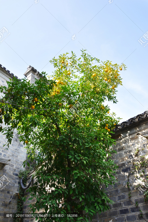 古建筑与橙子树