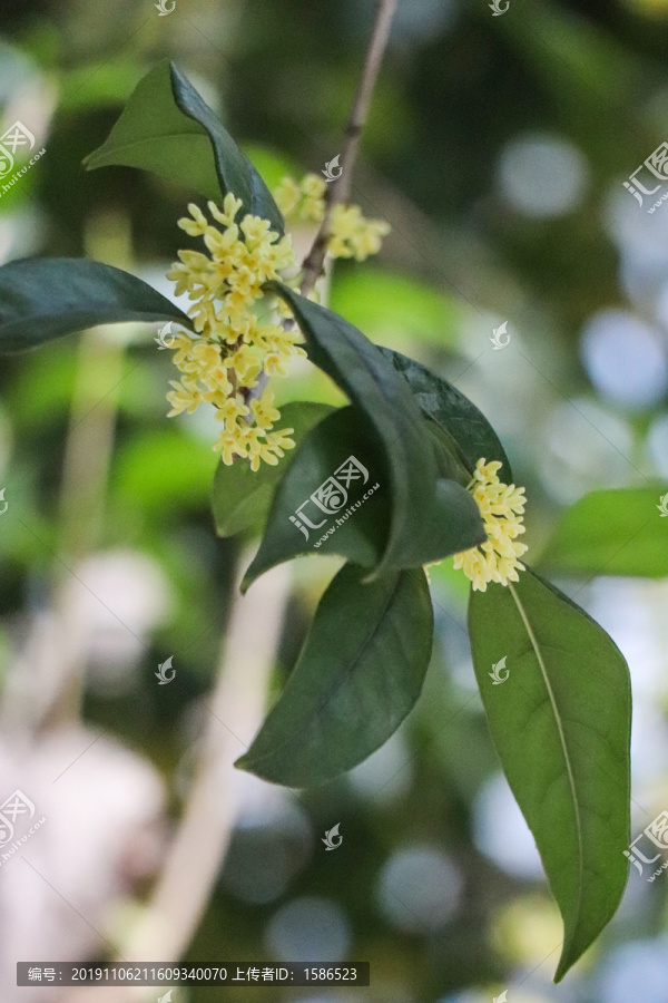 桂花秋桂