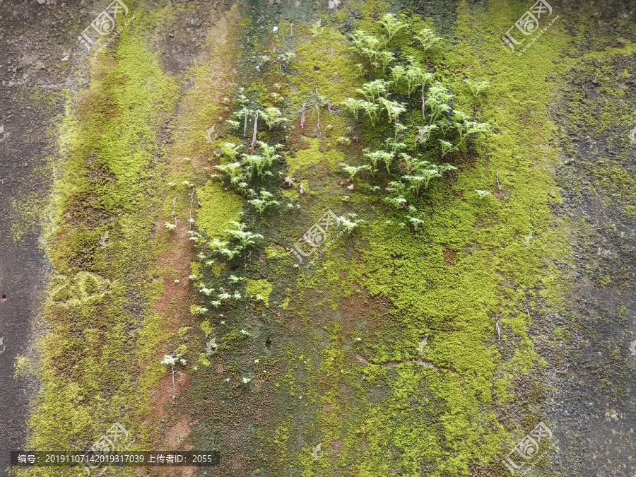 长满苔藓的斑驳墙面